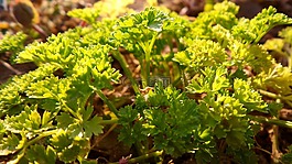 香菜,植物,花园