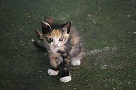 貓,寵物,動物