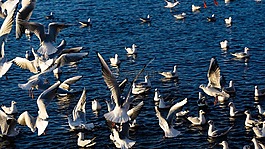 鳥,飛行,野生
