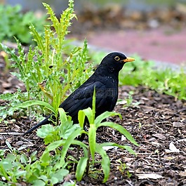 黑鳥,男性,鳥