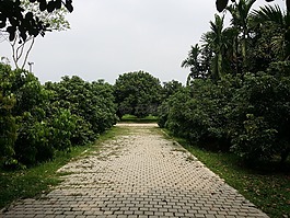 樹,路,休閑