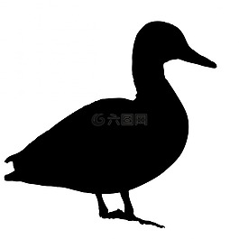 鴨,鳥,動物