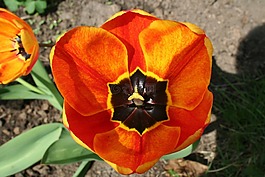 花,郁金香,開花