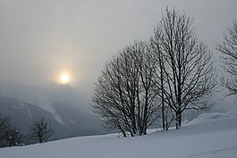 日落,冬天,樹