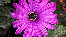 花,紫,鮮花