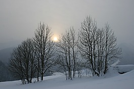 日落,冬天,樹