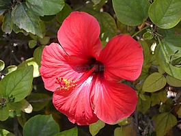 芙蓉,紅色,開花