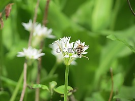 性質(zhì),工作表,植物