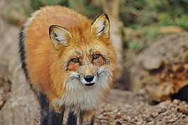 福克斯,wildpark 地點(diǎn),動物