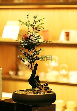 盆景,盆栽,清新