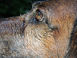 猎犬,忠实的外观,亲爱