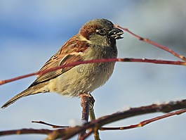 鳥,冬天,性質(zhì)