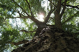 樹,樹皮,角