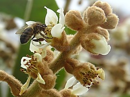 蜜蜂,花,授粉