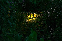 燈,植被,黃昏