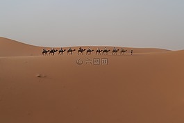 沙漠,单峰骆驼,摩洛哥