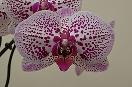 蘭花,鮮花,粉紅色