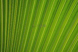 葉,葉子,植物