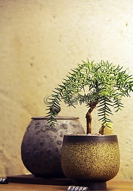 盆景,盆栽,清新