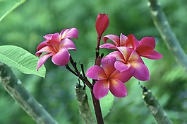 雞蛋花,鮮花,玫瑰