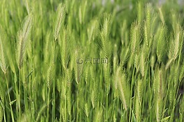 狗,穗,和平
