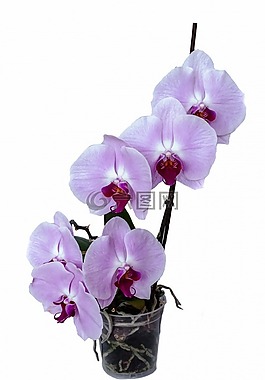 蘭花,花,孤立