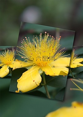 鮮花,植物群,照片