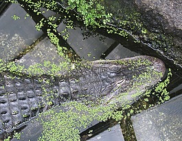 鳄鱼,水,绿色