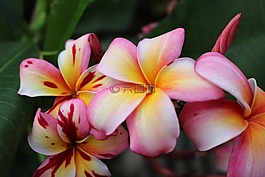 花,自然,植物區(qū)系