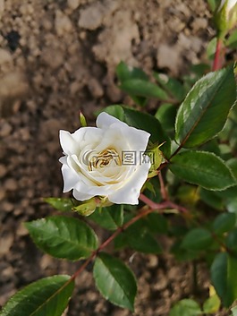 鮮花,夏季,宏