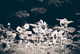 花,太陽花,性質(zhì)