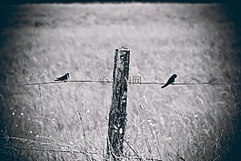 籬笆,鳥類,性質(zhì)