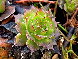 石材厂,花,春天