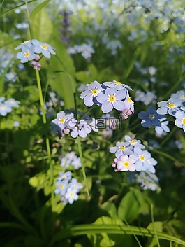 鮮花,宏,夏季花卉