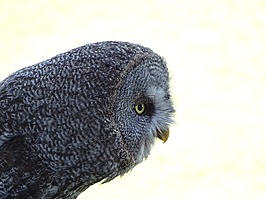 鳥,ave,動(dòng)物