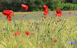 klatschmohn,開(kāi)花,光明