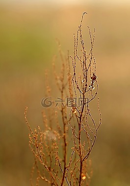 秋,草甸,草