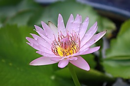 蓮花,自然,花