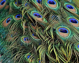孔雀羽毛,孔雀,鳥