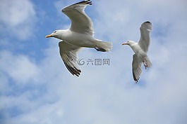 海鸟,海鸥,鸟类学
