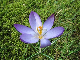 藏紅花,春天,太陽