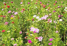鮮花,野花,花的