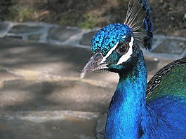土耳其,孔雀,鳥