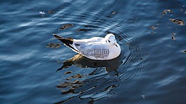 海鷗,水,游泳