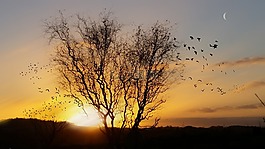 coucher,德,馬戲團(tuán)