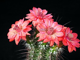 仙人掌花,粉紅色,植物