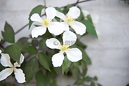 白色的花,夏天花,花