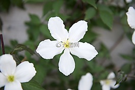 白色的花,花卉,夏天花