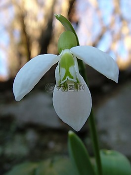 春天,鮮花,廠