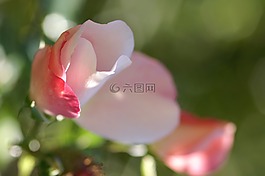 花,粉色,性質(zhì)